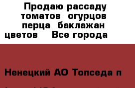 Продаю рассаду томатов, огурцов, перца, баклажан, цветов  - Все города  »    . Ненецкий АО,Топседа п.